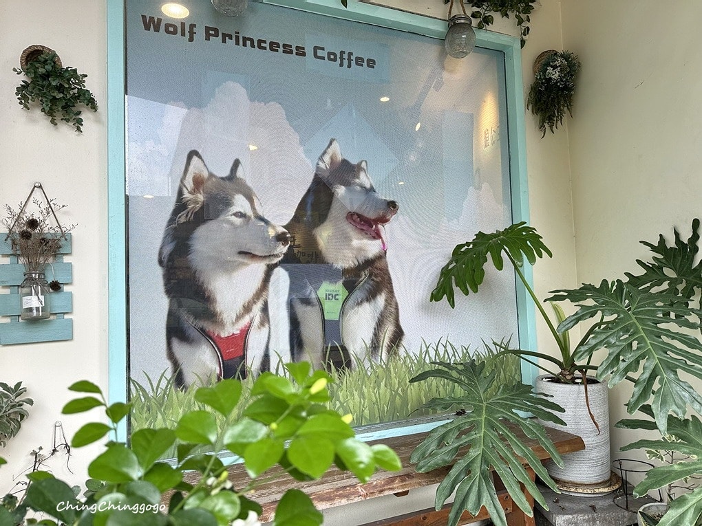 【狼公主咖啡屋】巨型毛孩店長超吸睛!寵物友善/療癒系打卡點 - 第6張圖 【狼公主咖啡屋】巨型毛孩店長超吸睛!寵物友善/療癒系打卡點