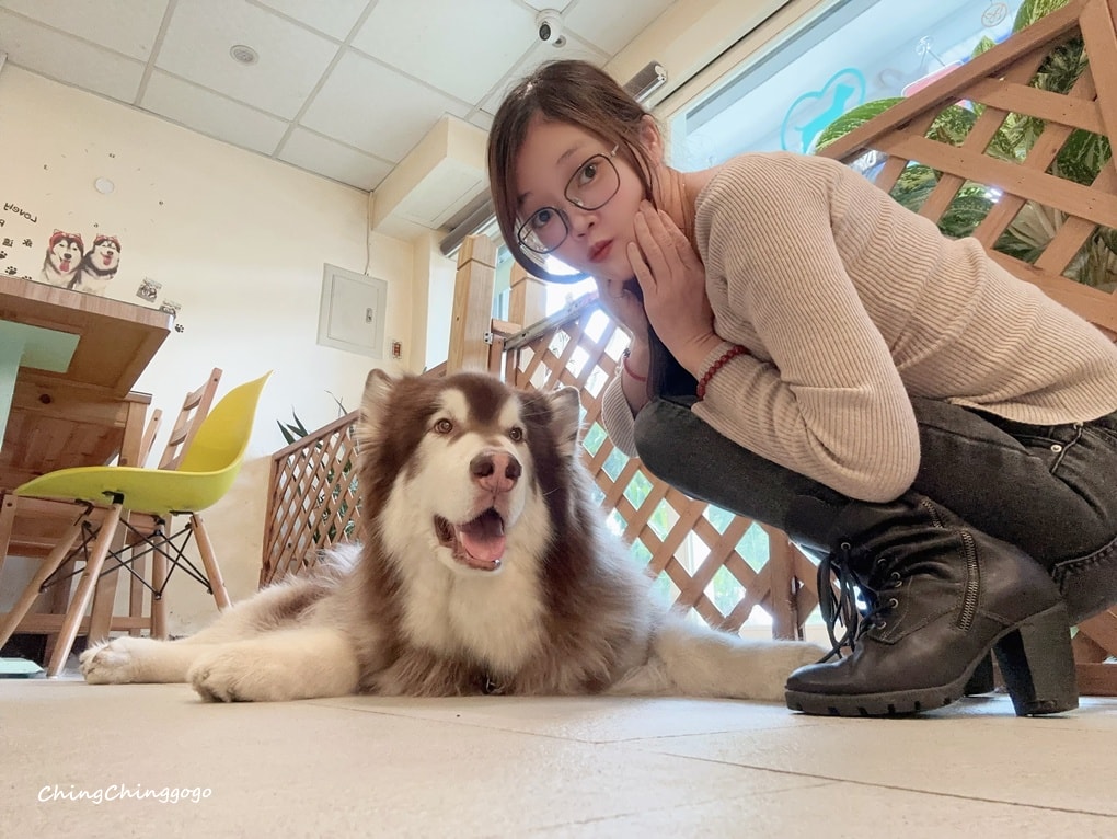 【狼公主咖啡屋】巨型毛孩店長超吸睛!寵物友善/療癒系打卡點 - 第15張圖 【狼公主咖啡屋】巨型毛孩店長超吸睛!寵物友善/療癒系打卡點
